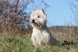 WESTIE 225